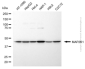 KD-Validated Anti-MAP2K1 Rabbit Polyclonal Antibody