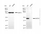 KD-Validated Anti-MAP2K1 Rabbit Polyclonal Antibody