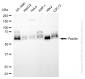 KD-Validated Anti-Paxillin Rabbit Polyclonal Antibody