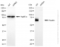 KD-Validated Anti-Paxillin Rabbit Polyclonal Antibody