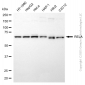 KD-Validated Anti-RELA Rabbit Polyclonal Antibody