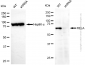 KD-Validated Anti-RELA Rabbit Polyclonal Antibody