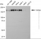 KD-Validated Anti-TOP2A Rabbit Polyclonal Antibody
