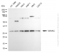 KD-Validated Anti-YWHAG Rabbit Polyclonal Antibody