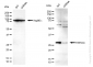 KD-Validated Anti-YWHAG Rabbit Polyclonal Antibody