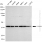 KD-Validated Anti-COPS3 Rabbit Polyclonal Antibody