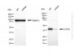 KD-Validated Anti-COPS3 Rabbit Polyclonal Antibody