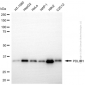 KD-Validated Anti-PDLIM1 Rabbit Polyclonal Antibody