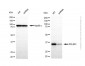 KD-Validated Anti-PDLIM1 Rabbit Polyclonal Antibody