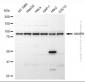 KD-Validated Anti-AKAP8 Rabbit Polyclonal Antibody