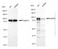 KD-Validated Anti-AKAP8 Rabbit Polyclonal Antibody