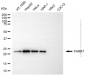 KD-Validated Anti-PARK7 Rabbit Polyclonal Antibody