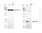 KD-Validated Anti-PARK7 Rabbit Polyclonal Antibody