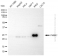 KD-Validated Anti-PARK7 Rabbit Polyclonal Antibody