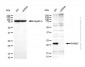 KD-Validated Anti-PARK7 Rabbit Polyclonal Antibody