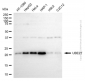 KD-Validated Anti-UBE2T Rabbit Polyclonal Antibody