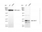KD-Validated Anti-UBE2T Rabbit Polyclonal Antibody