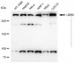 KD-Validated Anti-UBR5 Rabbit Polyclonal Antibody