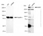 KD-Validated Anti-UBR5 Rabbit Polyclonal Antibody