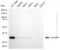 KD-Validated Anti-PLSCR1 Rabbit Polyclonal Antibody