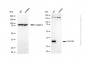 KD-Validated Anti-PLSCR1 Rabbit Polyclonal Antibody