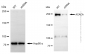 KD-Validated Anti-ACACA Rabbit Polyclonal Antibody