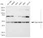 KD-Validated Anti-ACTL6A Rabbit Polyclonal Antibody