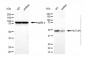 KD-Validated Anti-ACTL6A Rabbit Polyclonal Antibody