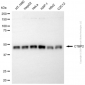 KD-Validated Anti-CTBP2 Rabbit Polyclonal Antibody