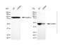 KD-Validated Anti-CTBP2 Rabbit Polyclonal Antibody