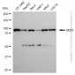 KD-Validated Anti-EEF2 Rabbit Polyclonal Antibody