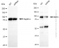 KD-Validated Anti-EEF2 Rabbit Polyclonal Antibody