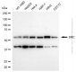 KD-Validated Anti-SRC Rabbit Polyclonal Antibody