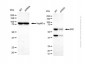 KD-Validated Anti-SRC Rabbit Polyclonal Antibody