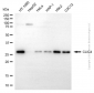 KD-Validated Anti-CLIC4 Rabbit Polyclonal Antibody