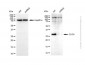 KD-Validated Anti-CLIC4 Rabbit Polyclonal Antibody