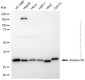 KD-Validated Anti-Annexin A5 Rabbit Polyclonal Antibody