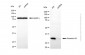 KD-Validated Anti-Annexin A5 Rabbit Polyclonal Antibody