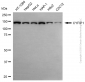 KD-Validated Anti-CYFIP1 Rabbit Polyclonal Antibody