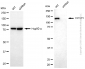 KD-Validated Anti-CYFIP1 Rabbit Polyclonal Antibody