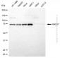 KD-Validated Anti-RAD17 Rabbit Polyclonal Antibody