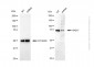 KD-Validated Anti-RAD17 Rabbit Polyclonal Antibody