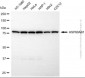 KD-Validated Anti-HSP90AB1 Rabbit Polyclonal Antibody