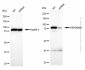 KD-Validated Anti-HSP90AB1 Rabbit Polyclonal Antibody