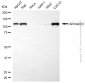 KD-Validated Anti-ARHGEF2 Rabbit Polyclonal Antibody