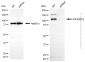 KD-Validated Anti-ARHGEF2 Rabbit Polyclonal Antibody