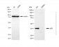 KD-Validated Anti-MAPK14 Rabbit Polyclonal Antibody