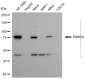 KD-Validated Anti-PRKCA Rabbit Polyclonal Antibody