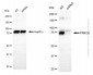 KD-Validated Anti-PRKCA Rabbit Polyclonal Antibody