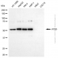 KD-Validated Anti-ATG5 Rabbit Polyclonal Antibody